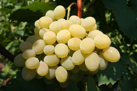 bunch of green grapes on vine from left under sun from top horizontalの写真素材