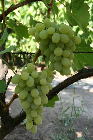 two bunch of green grapes on vine and wire horizontalの写真素材