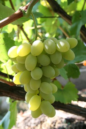 bunch of green grapes on vine under sun from leftの写真素材