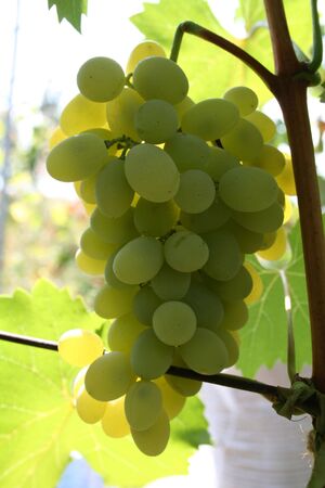 bunch of green grapes on vine and wire under sunの写真素材