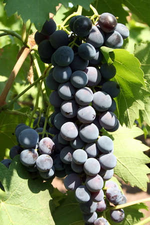 bunch of blue round grapes under sun from rightの写真素材