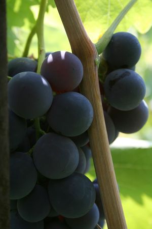 bunch of blue round grapes and vine macroの写真素材