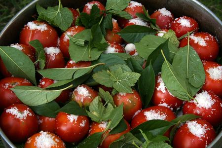 tomatoes with currant leaves and salt in big pan wideの写真素材