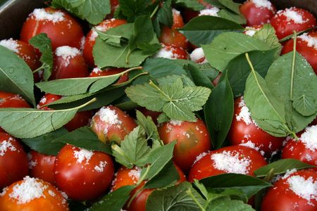 tomatoes with currant leaves and salt in big pan wide2の写真素材