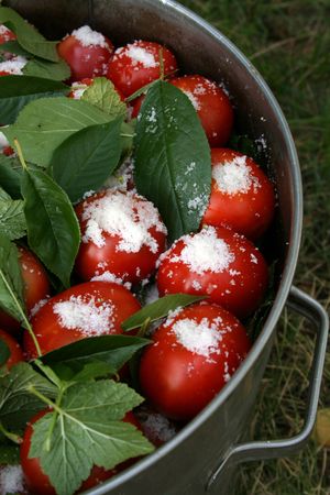 tomatoes with currant and cherry leaves and salt in big pan with right armの写真素材