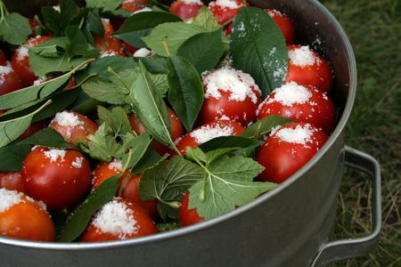 tomatoes with currant leaves and salt in big pan with right armの写真素材