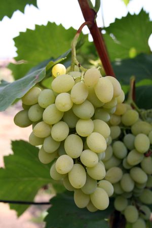 bunch of green grapes under vine and leafの写真素材