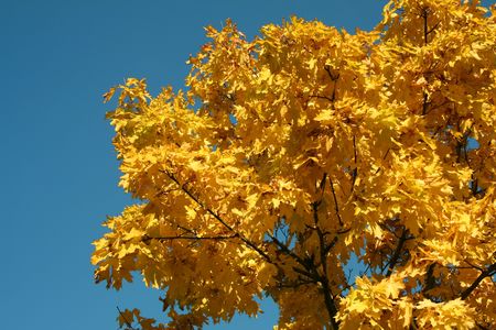 Autumn maple with leaves of yellow color on a background of the blue skyの写真素材