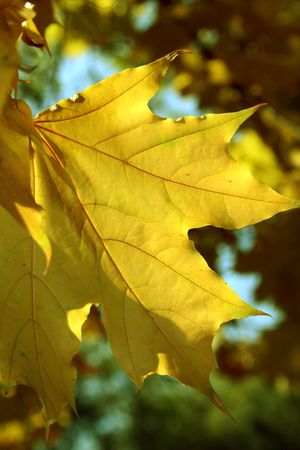Leaf of a maple of yellow color on a background of an autumn forestの写真素材