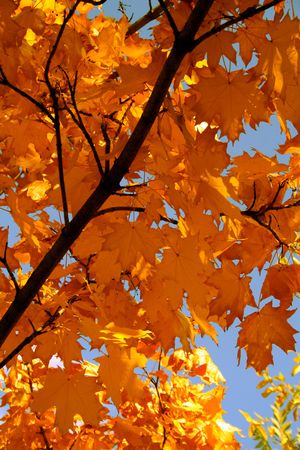 Autumn leaves of a maple of red color on a branch on a background of the blue skyの写真素材