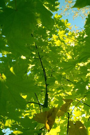 Maple with green leaves in the autumn on a background of the blue skyの写真素材