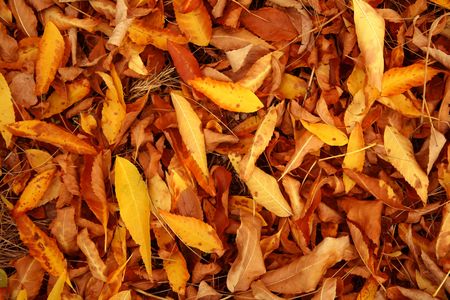 Autumn fallen down leaves of red color on a dry forest grassの写真素材