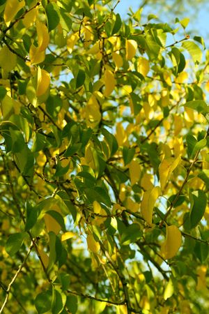 Leaves of a pear of yellow and green color in the autumn on a background of the blue skyの写真素材