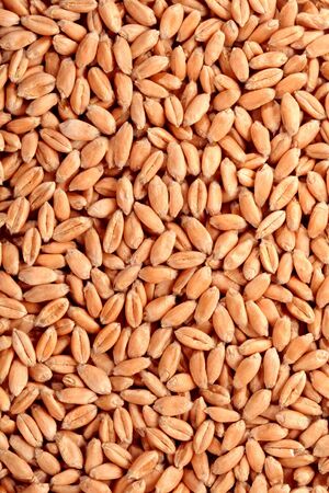 Grains of a winter wheat, backgroundの写真素材