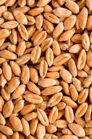 Grains of a winter wheat, backgroundの写真素材