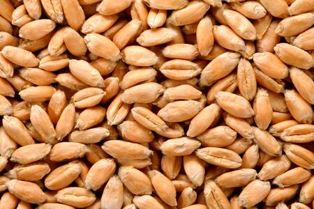 Grains of a winter wheat, backgroundの写真素材