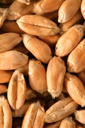 Grains of a winter wheat, backgroundの写真素材