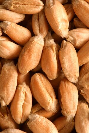 Grains of a winter wheat, backgroundの写真素材