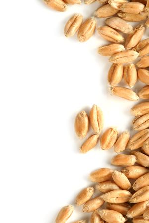 Grains of a winter wheat, isolated on whiteの写真素材