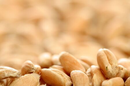 Grains of a winter wheat, backgroundの写真素材