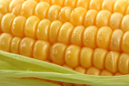 Fresh mealie and dewdrops, backgroundの写真素材