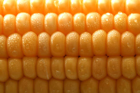 Fresh grains of corn and dewdrop, backgroundの写真素材