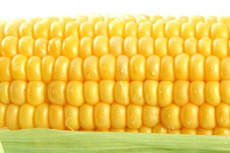 Fresh mealie and dewdrops, backgroundの写真素材
