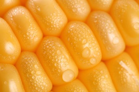 Fresh grains of corn and dewdrop, backgroundの写真素材