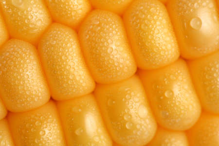 Fresh grains of corn and dewdrop, backgroundの写真素材