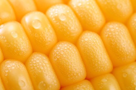 Fresh grains of corn and dewdrop, backgroundの写真素材