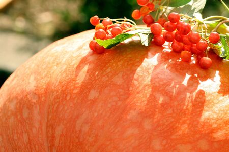 Red berries on an orange pumpkin, backgroundの写真素材