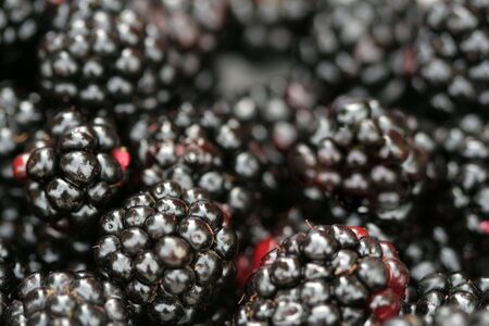 Fresh juicy blackberryの写真素材