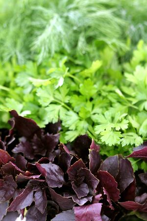 Fresh leaves of a basil, parsley and fennel, backgroundの写真素材