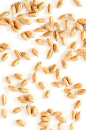 Grains of a winter wheat, isolated on whiteの写真素材