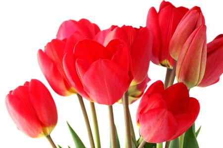 Bouquet of red tulips on a white backgroundの写真素材