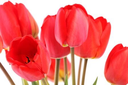 Bouquet of red tulips on a white backgroundの写真素材