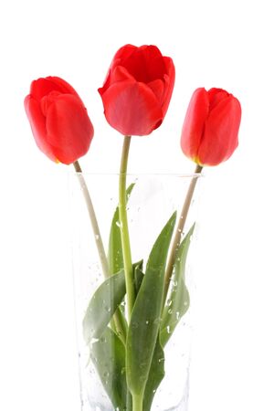 Bouquet of red tulips on a white backgroundの写真素材