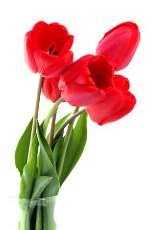 Bouquet of red tulips on a white backgroundの写真素材