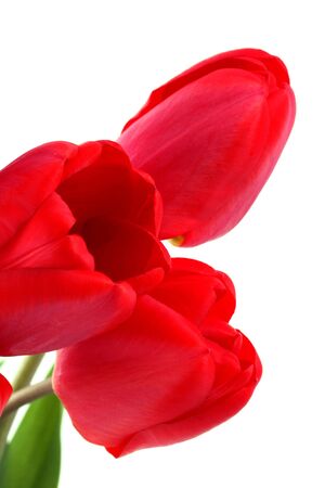 Bouquet of red tulips on a white backgroundの写真素材