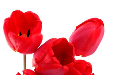 Bouquet of red tulips on a white backgroundの写真素材