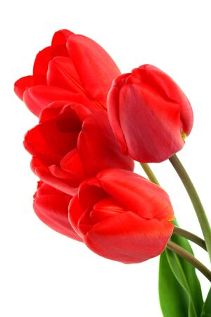 Bouquet of red tulips on a white backgroundの写真素材