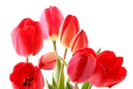 Bouquet of red tulips on a white backgroundの写真素材