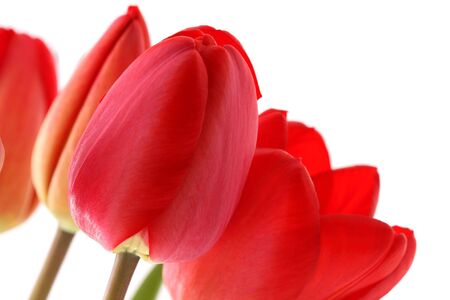 Bouquet of red tulips on a white backgroundの写真素材