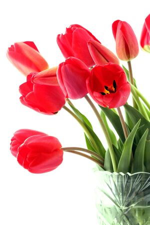 Bouquet of red tulips on a white backgroundの写真素材