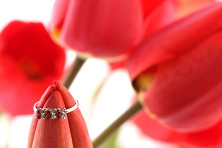 Red tulips with ring on a white backgroundの写真素材