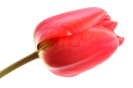 Red tulip on a white backgroundの写真素材