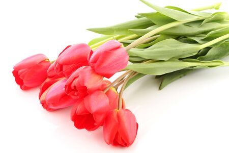 Bouquet of red tulips on a white backgroundの写真素材