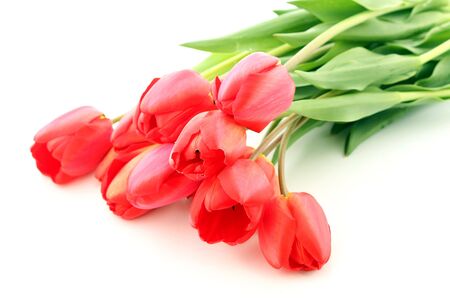 Bouquet of red tulips on a white backgroundの写真素材