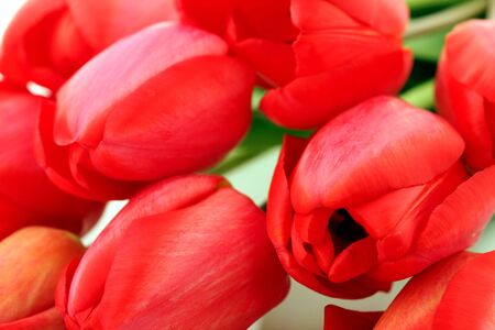Red tulips macro, backgroundの写真素材