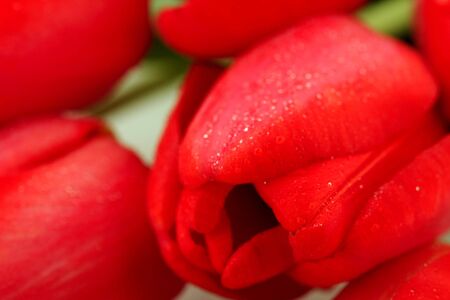 Red tulips with drops macro, backgroundの写真素材